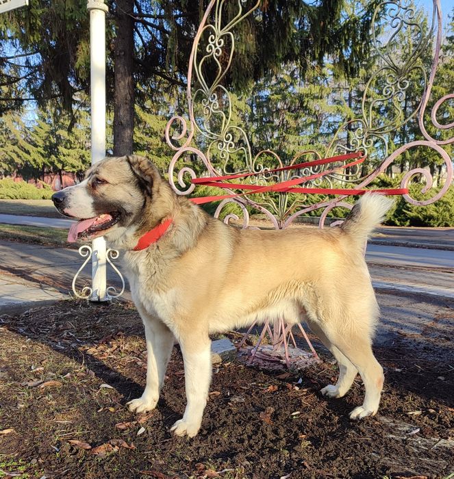 Алабай кобель для вязки