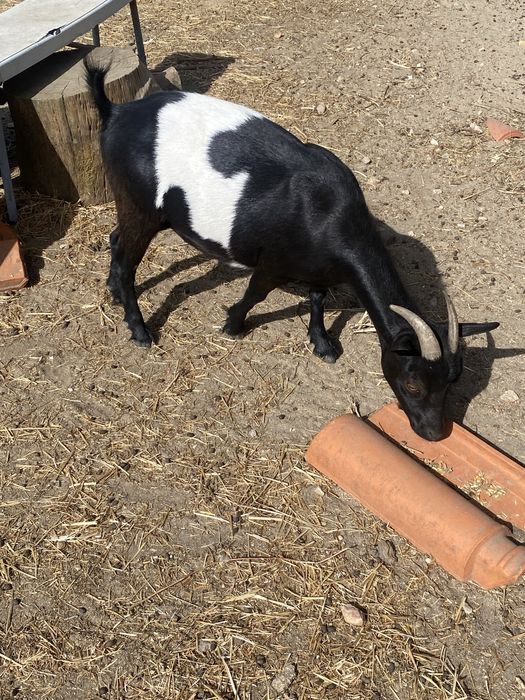 Cabras anas femeas