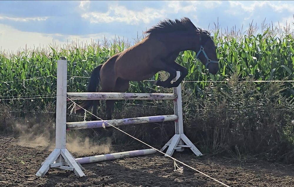 Super wałach, świetny ruch i charakter