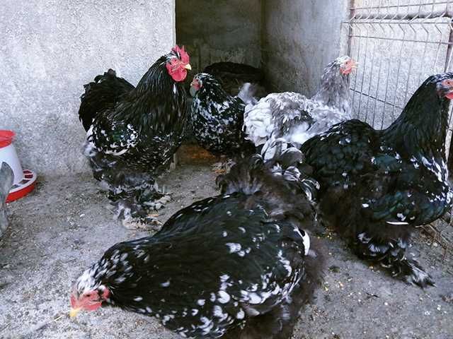 Інкубаційне яйце курей Кохінхін: мармуровий, блакитний.