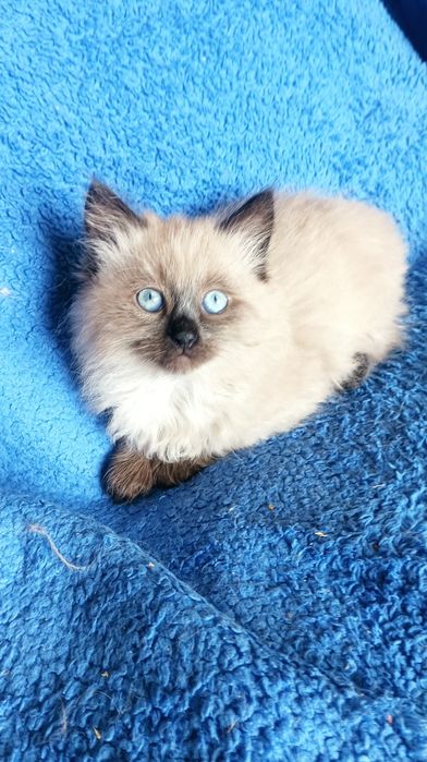 Хлопчик Невстка маскарадна 2 міс