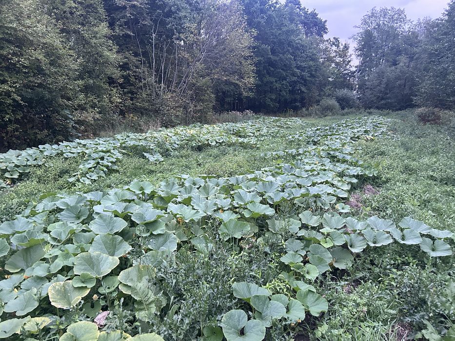 Dynia ozdobna i jadalna 2,50 zł/kg
