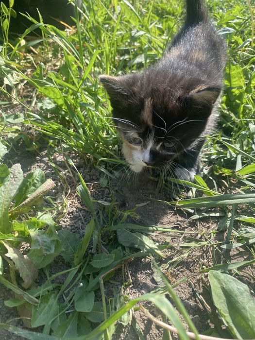 Котики шукають дім