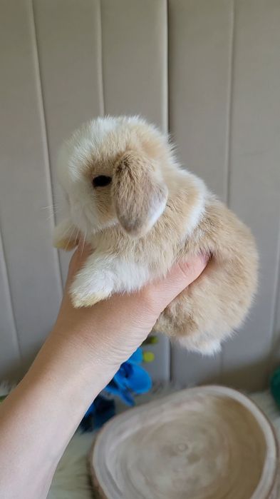 Króliczki Mini lop Zarejestrowana hodowla, małe miniaturki baranki pomorskie