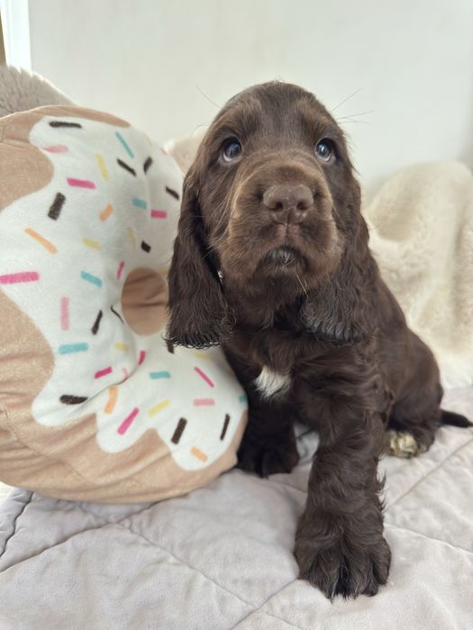 MONTE Cocker Spaniel Angielski REZERWACJA