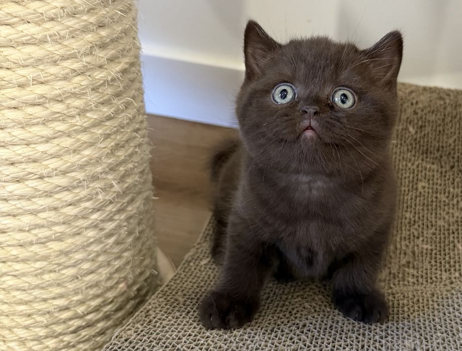 Gatinho British Shorthair Chocolate