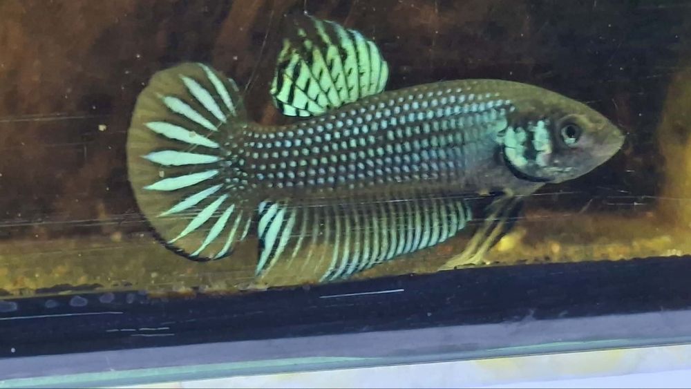 Bettas imbillis criação própria