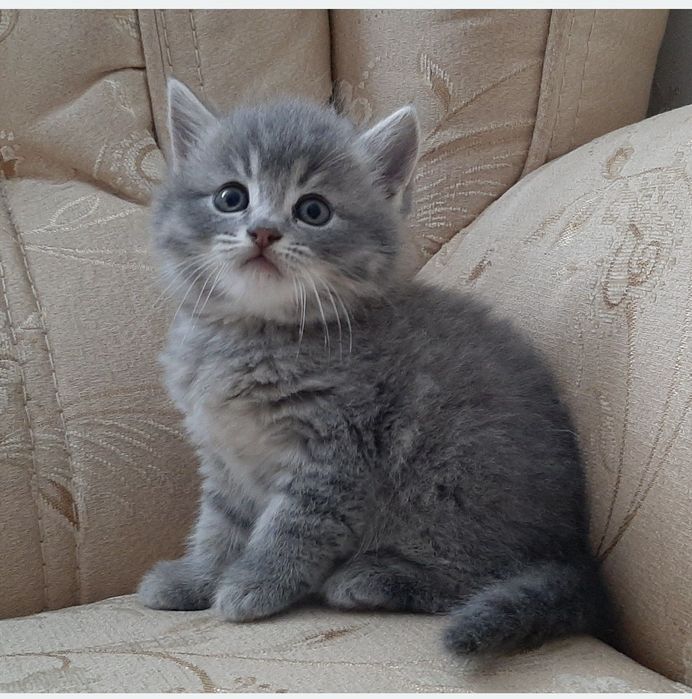Британський котик