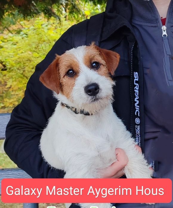 Щенки джек рассел терьера