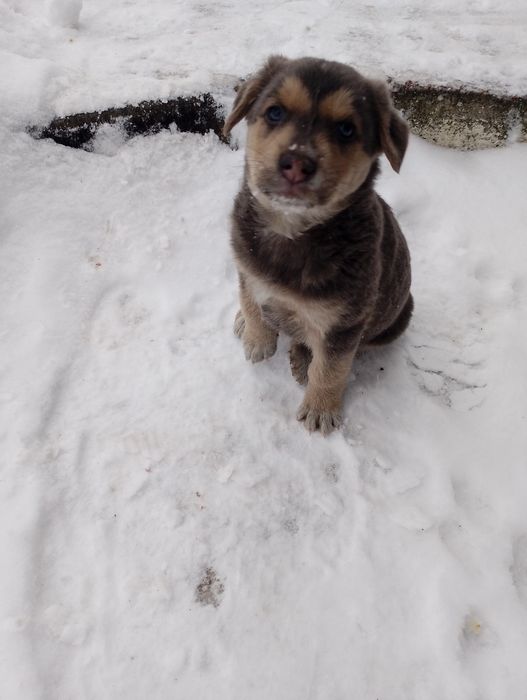 Віддамо ДАРОМ  у "добрі руки",військові