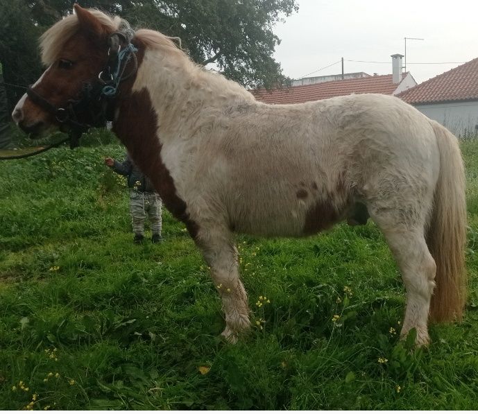 Pra venda poni com 8 anos