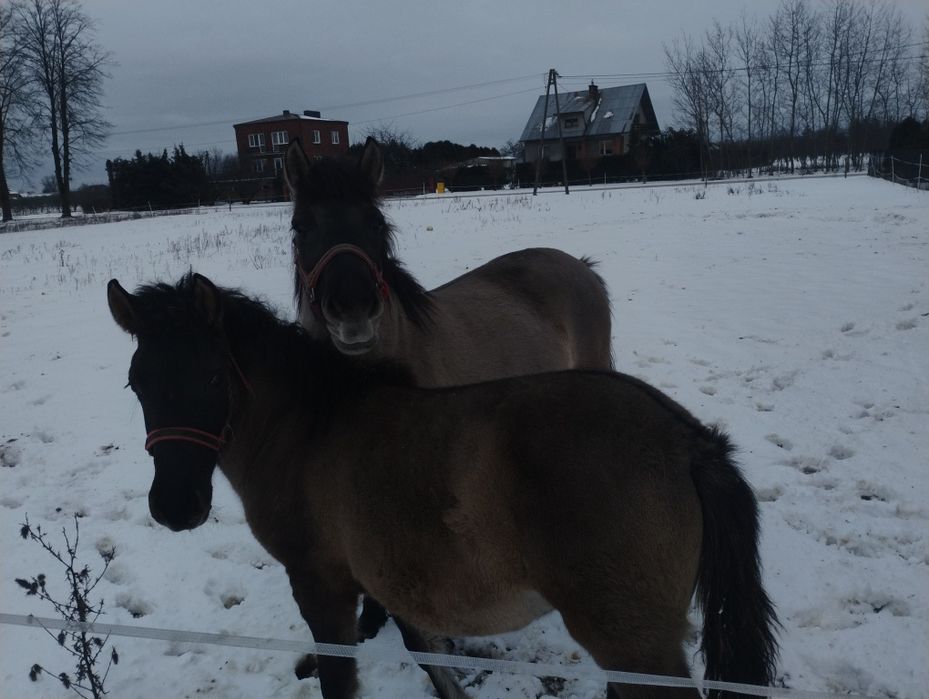 Źrebica konika polskiego
