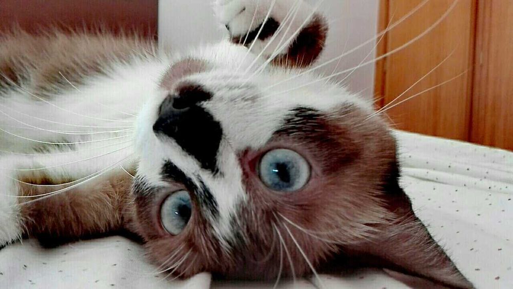 Adoção gatinho macho
