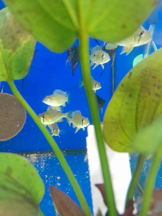 Ziemiojad geophagus  taeniopareius 4-5 cm