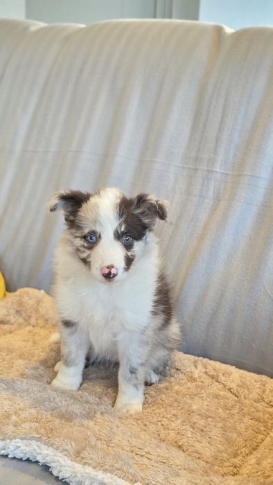 Border Collie Red Merle Fêmea (Olho Azul e Verde)