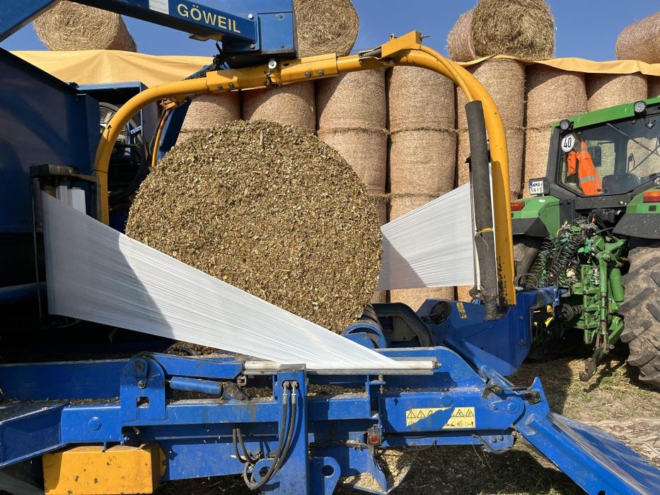 Kiszonka z kukurydzy pasza kukurydza bele