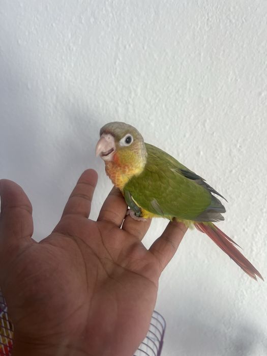 Pyrrhura bebê já se alimenta sozinha