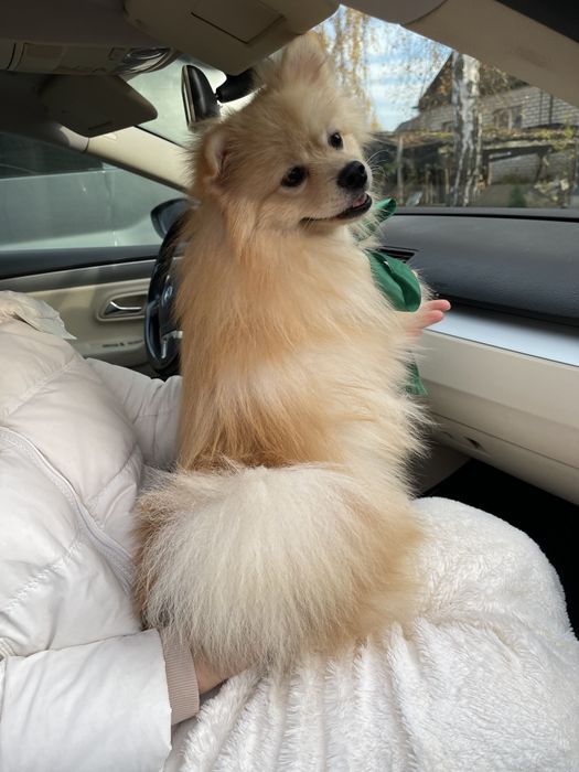 Померанські шпіци — Гарантовано закохаєтесь з першого погляду