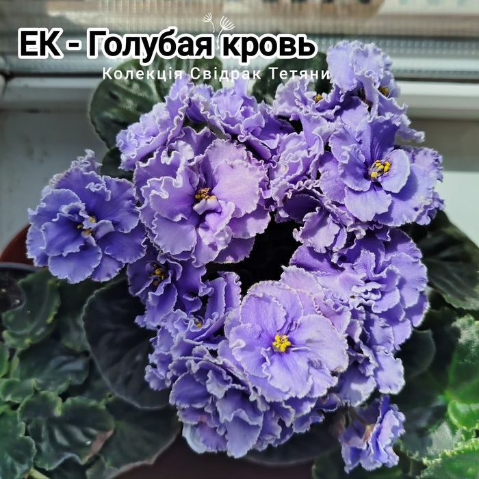 Фіалки ,набір свіжозрізаних листочків