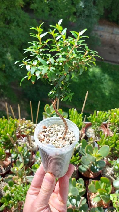 Мирт цветущий на штамбе под бонсай.