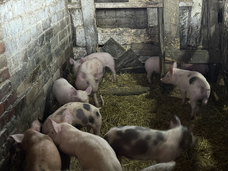 Продаються м'ясні поросята