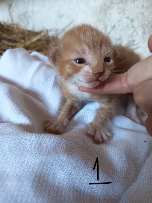 Doação de gatinhos