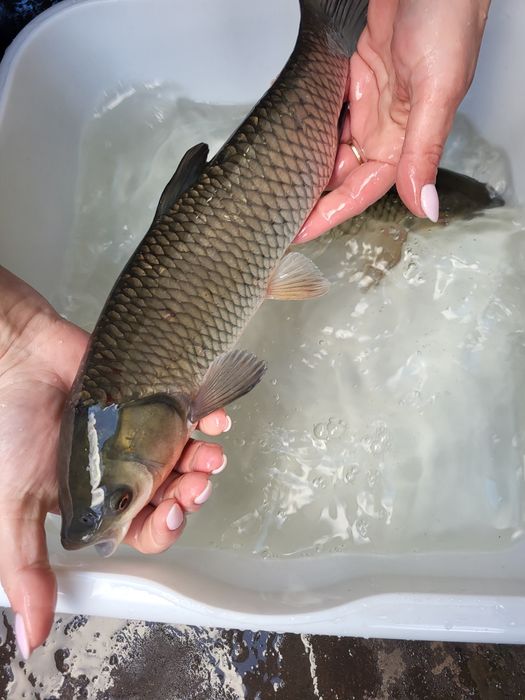 Amur lin tołpyga jesiotr karp koi