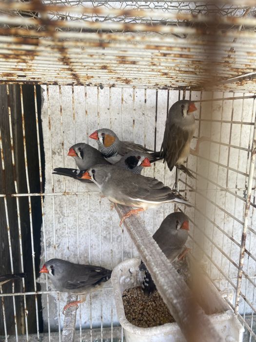 Mandarins para venda