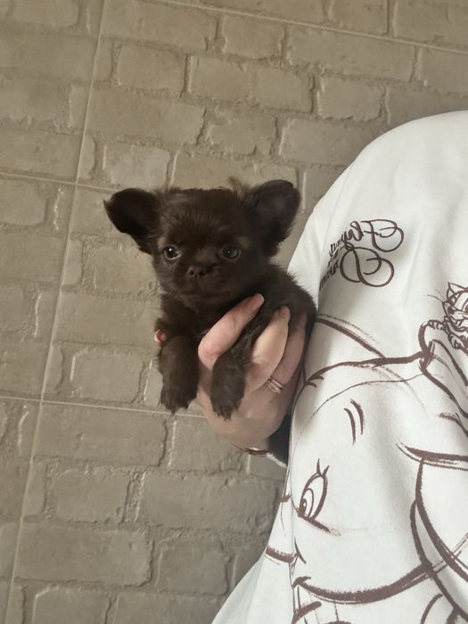 Шоколадна дівчинка