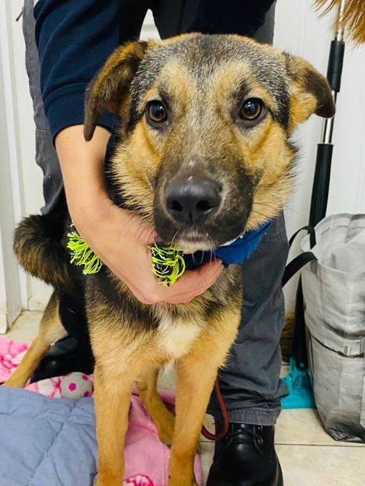 Віддаємо вівчарку Рекса