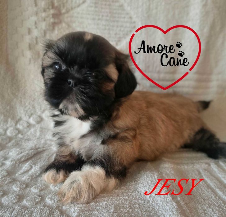 Przepiękna sunia shih tzu-JESY.