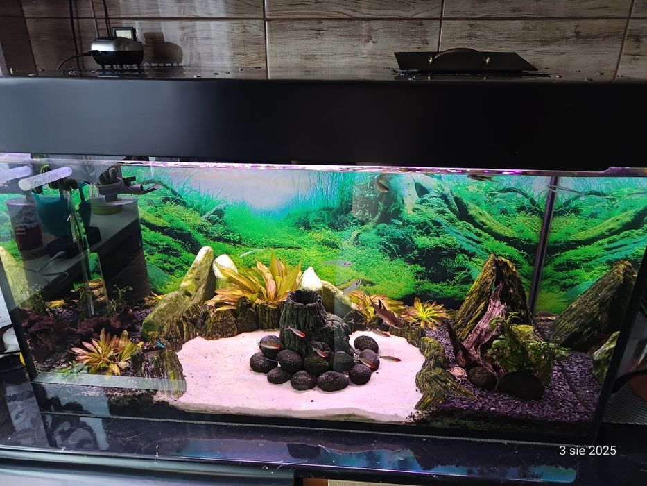 Akwarium 250l 100x50x50 + wyposażenie + ryby
