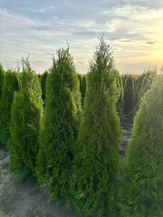 Gesta Tuja Szmaragd 160-170cm Producent Dostawa Sadzenie