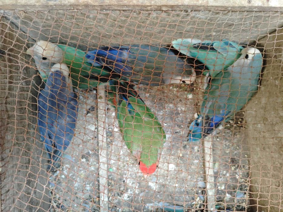 Roseicollis muito bonitos e meigos!