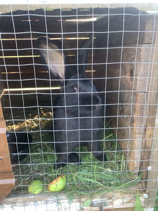 Продам кроликів різних окрасів