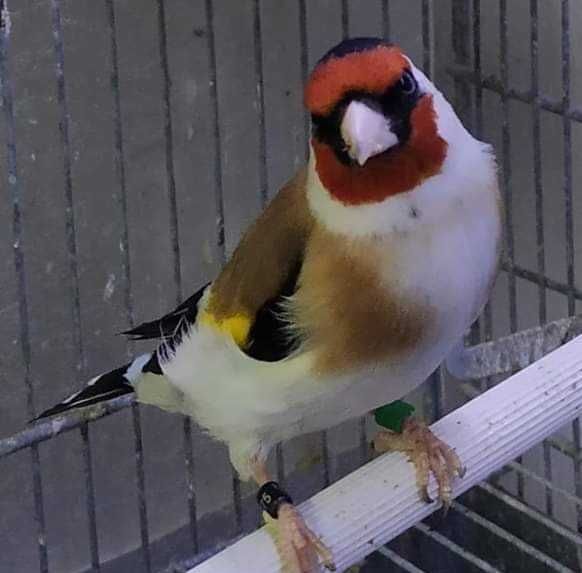 Varias aves de fauna anilhadas 2025