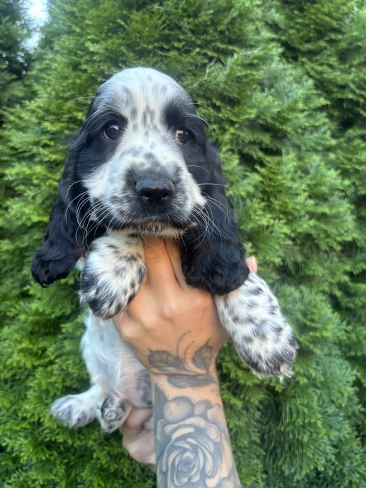Zapowiedź miotu Cocker Spaniel Angielski