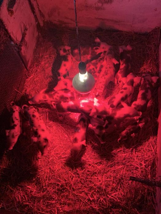 Продам поросятка