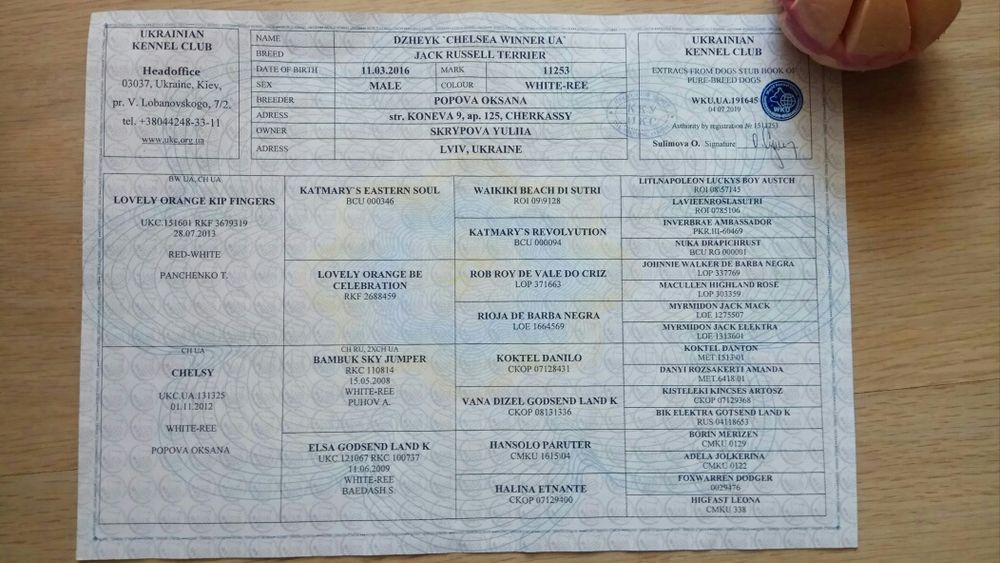 Джек Рассел тер'єр - в'язка