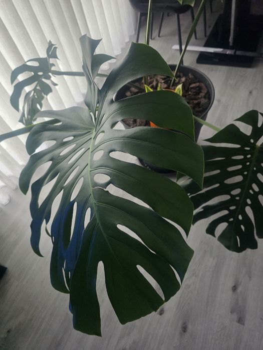 Monstera Deliciosa ( Costela-de-Adão ) grande com vaso incluído - planta de interior