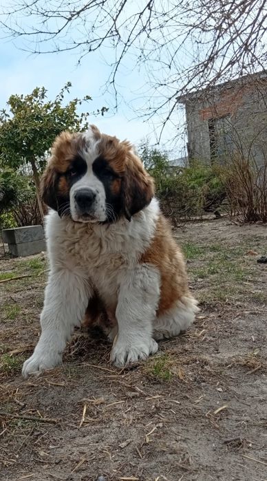 Szczeniak Bernardyna