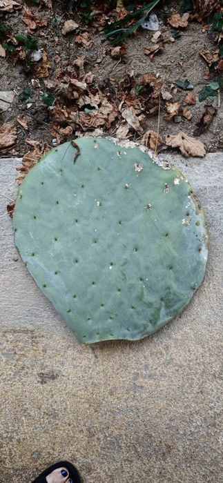 Cactos orelha de Mickey