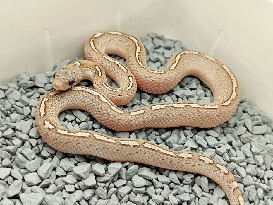 Wąż zbożowy / Granit low/medium white Pied Sided Tessera Motley?