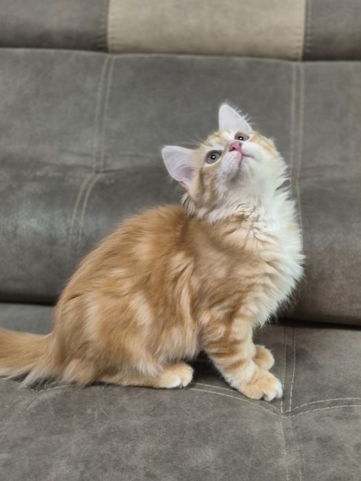 Kocurek Syberyjski OLO rodowód FIFE FPL