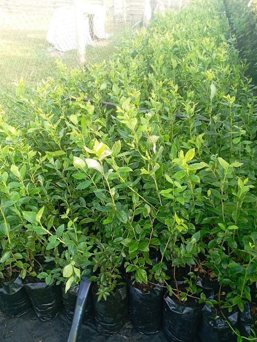 Продам саджанці лохини