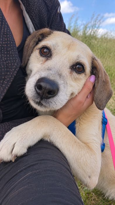 Daisy – spokojna i łagodna sunia szuka domu