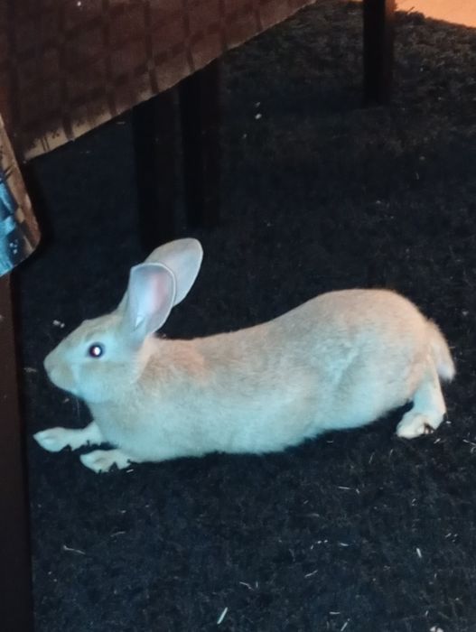 Coelho doméstico