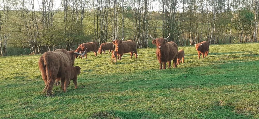 Odsadki krów rasy highlander 1000zł-3000zł