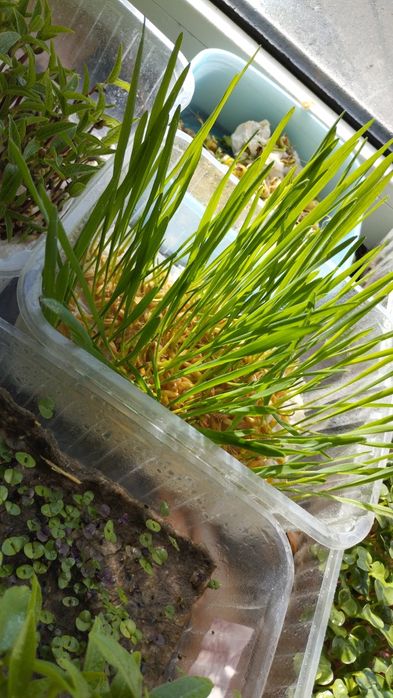 Трава для животных