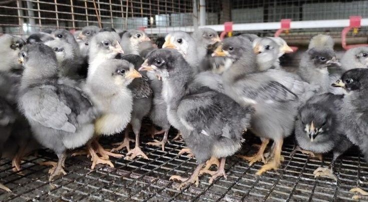 Курчата Ломан Браун, Домінант, Голошийка